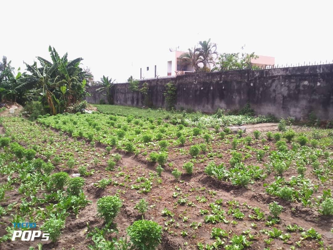 Vente d'un Terrain à 500.000 FCFA  : Abidjan-Cocody-Riviera (Rivera 4 m’badon )