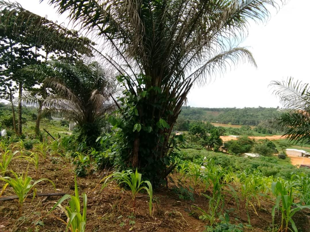 Vente d'un Terrain : Abidjan-Autre (Anyama Débarcadère)