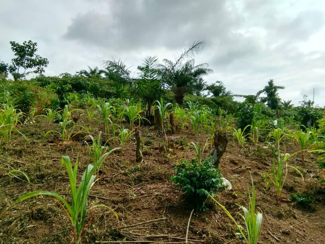 Vente d'un Terrain à 55.000.000 FCFA  : Abidjan-Autre (Anyama Débarcadère)