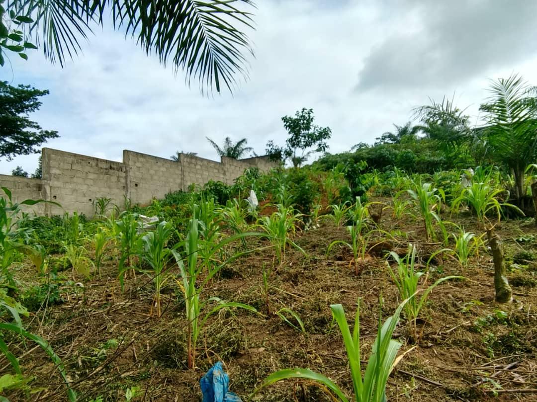 Vente d'un Terrain à 55.000.000 FCFA  : Abidjan-Autre (Anyama Débarcadère)